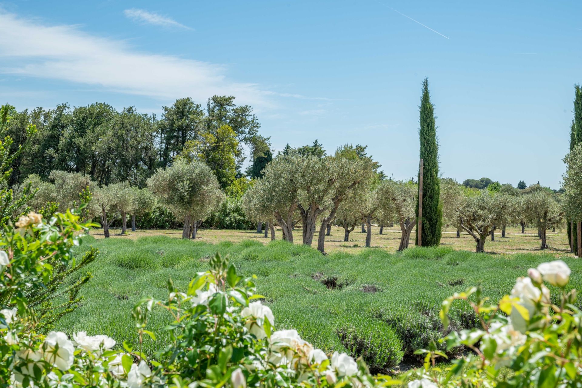 maison 8 Pièces en vente sur MAUSSANE LES ALPILLES (13520)