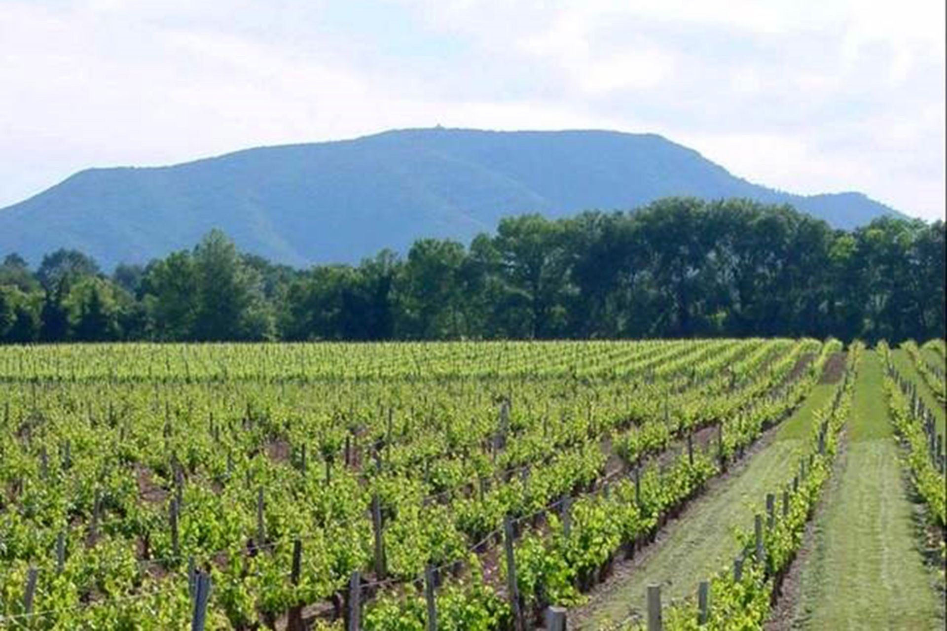 wine estate 30 Rooms for sale on AIX EN PROVENCE (13100)