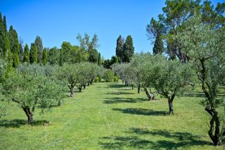 property 13 Rooms for sale on ST REMY DE PROVENCE (13210)