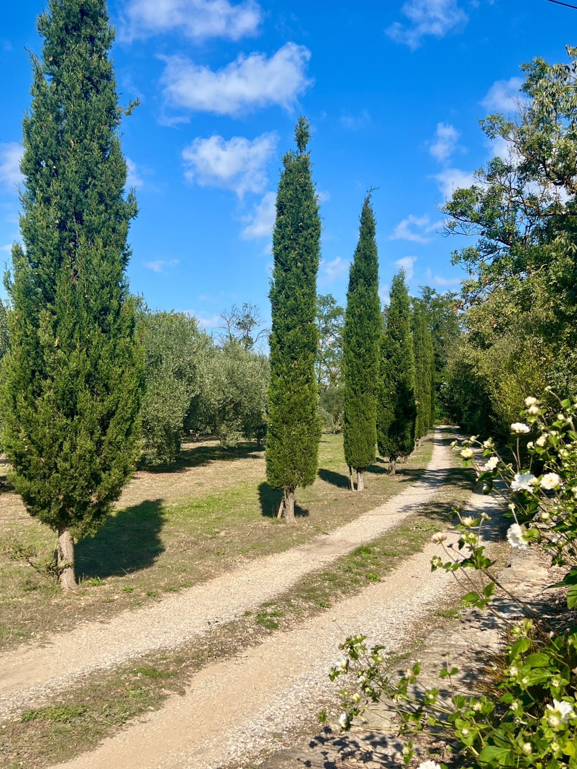 maison 5 Pièces en vente sur ST REMY DE PROVENCE (13210)