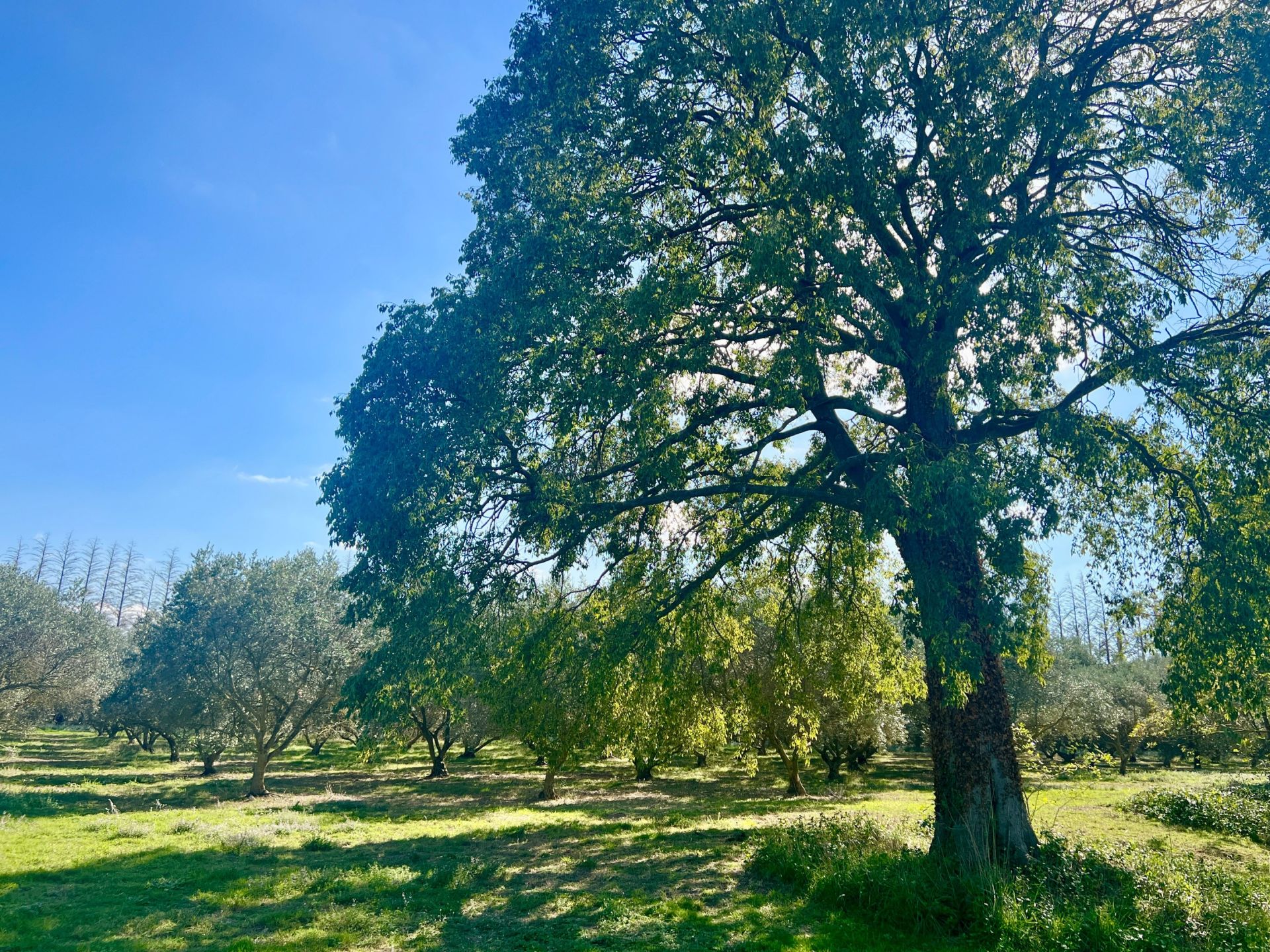 house 5 Rooms for sale on ST REMY DE PROVENCE (13210)