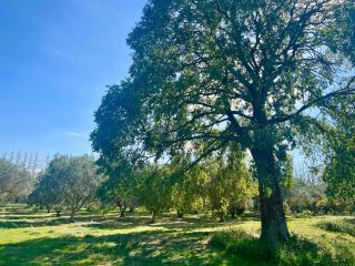 house 5 Rooms for sale on ST REMY DE PROVENCE (13210)