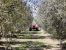 house 25 Rooms for sale on MAUSSANE LES ALPILLES (13520)