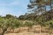mas 6 Rooms for seasonal rent on ST REMY DE PROVENCE (13210)