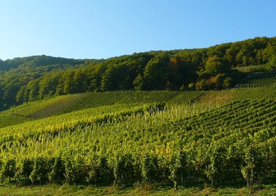 La richesse viticole des Alpilles
